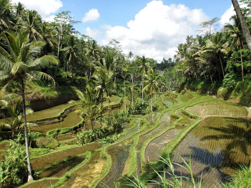 Rijstvelden Ubud, Bali