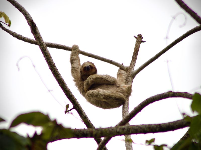 Luiaard, Tortuguero National Park