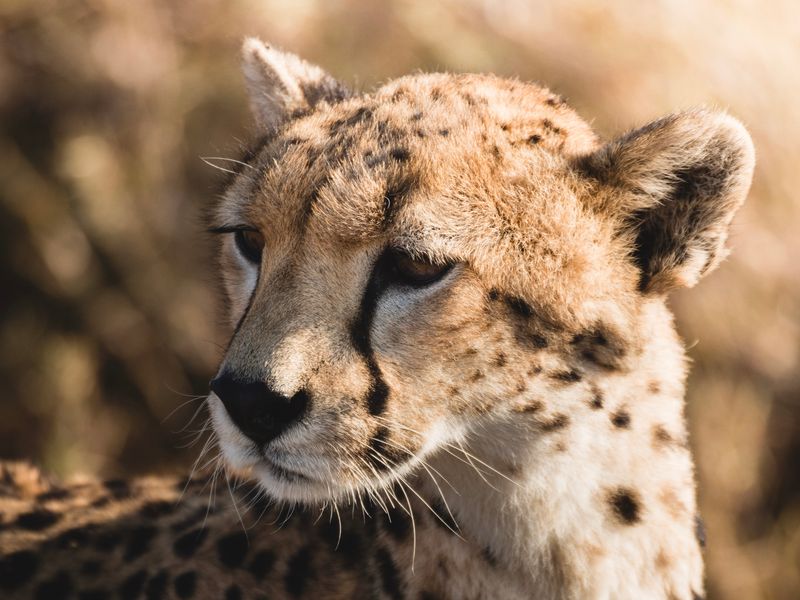 Cheetah Tanzania