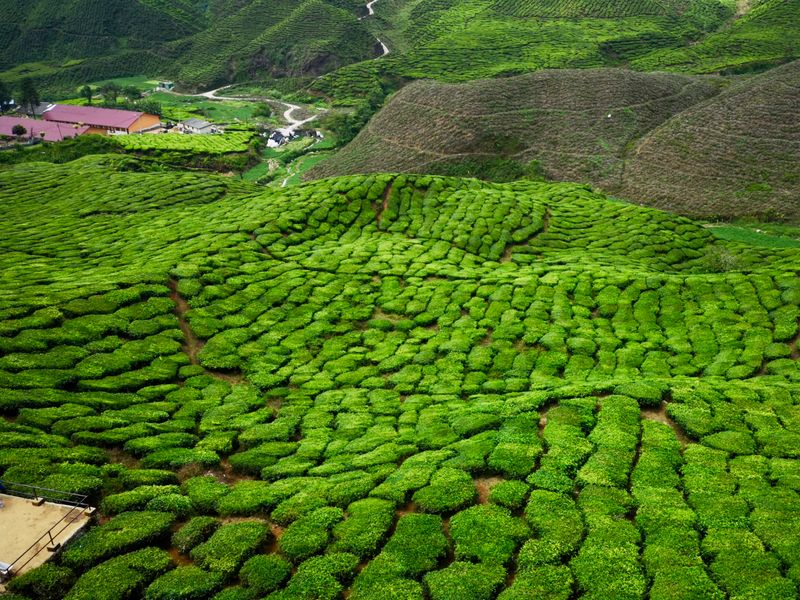 maleisie groepsreizen mossy forest