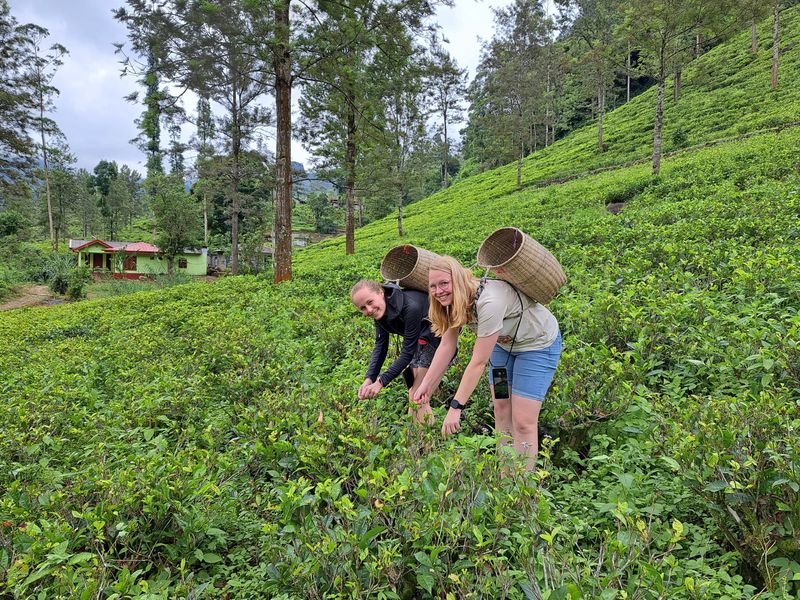Groepsreis Sri Lanka theeplantage