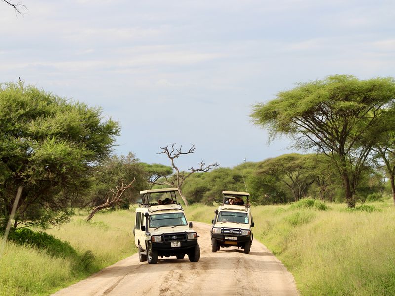 Tanzania wildlife safari nationaal park