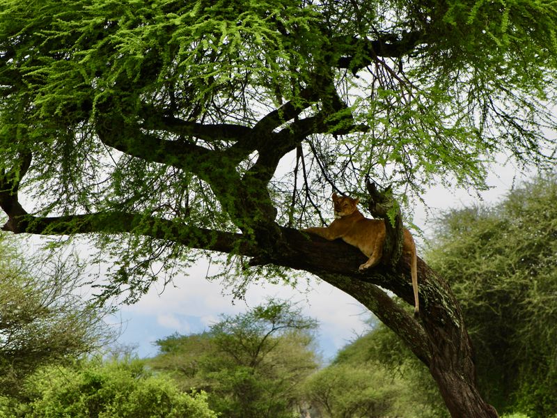 Leeuw safari Tanzania singlereis