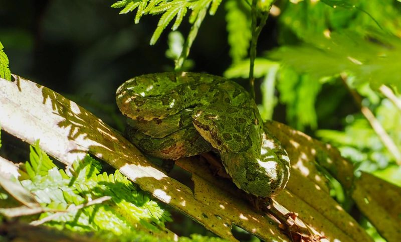 Dieren costa rica