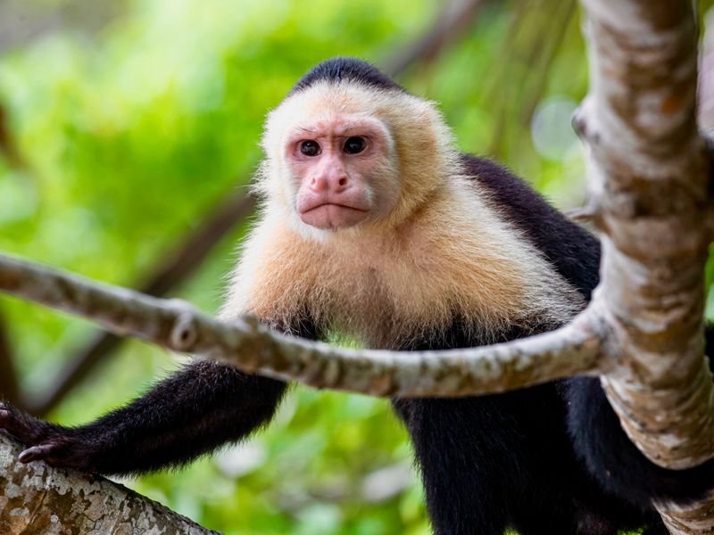 witkopkapucijn aapje