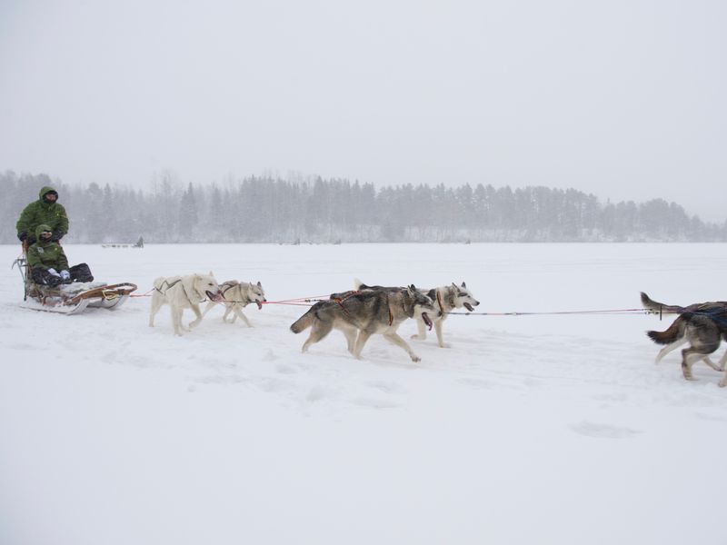 winterreizen lapland huskytocht
