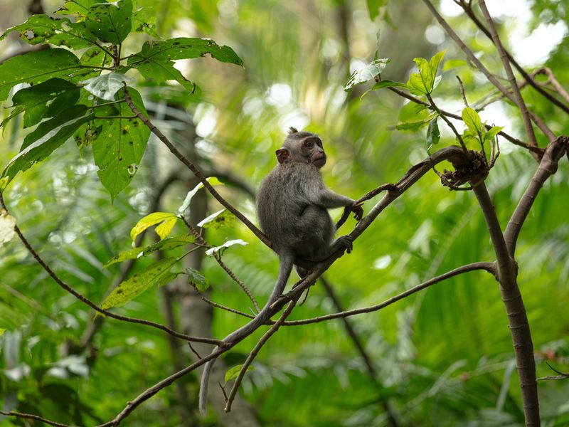 Langstaartmakaak, Java