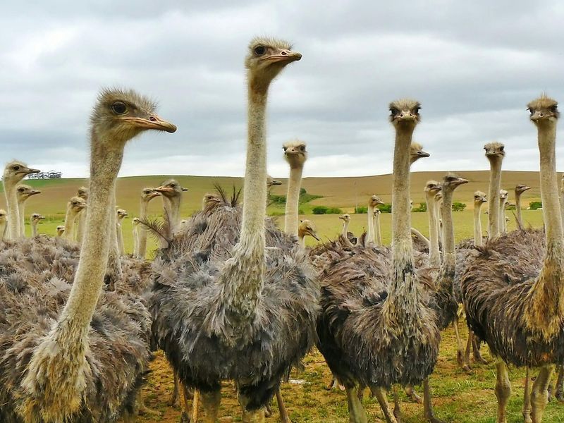 Groepsreis Zuid-Afrika