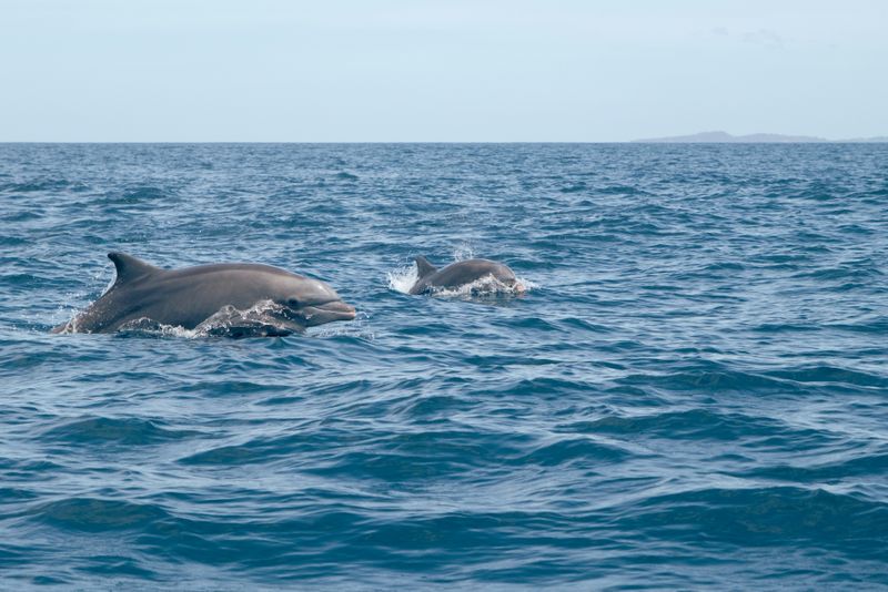 Dolfijnen