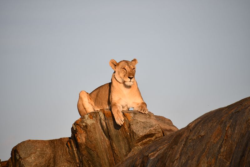 groepsreizen tanzania en zuid-afrika simi reizen